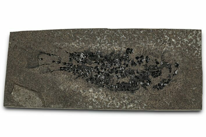 Devonian Lobed-Fin Fish (Osteolepis) Fossil - Scotland #354100